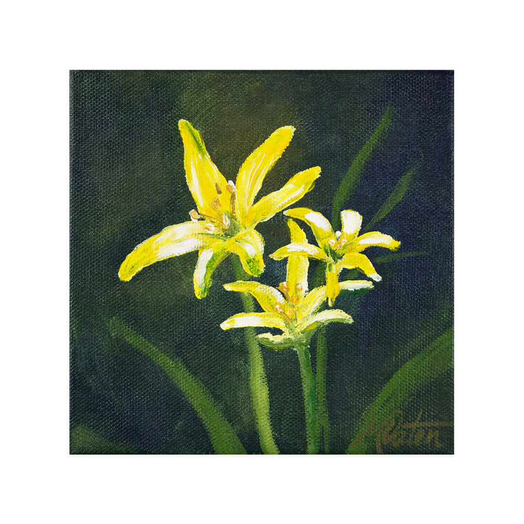 Blooming Seed | Matthew - Fine Art Print by Mindi Oaten