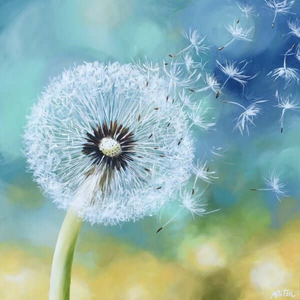 

Seeds in the Wind by Mindi Oaten, showing a white dandelion seed head releasing seeds into the air.
